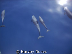 Dolphins. Taken in or out of water? by Harvey Reeve 
